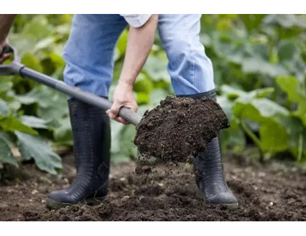 Пересадка малини весною. Що потрібно знати?