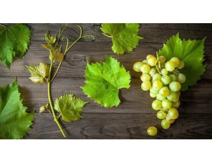 Як та коли відкривати виноград весною?