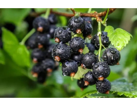 Догляд за кущами чорної смородини навесні