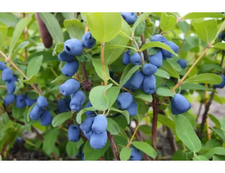 Посадка жимолості їстівної весною своїми руками, що врахувати?