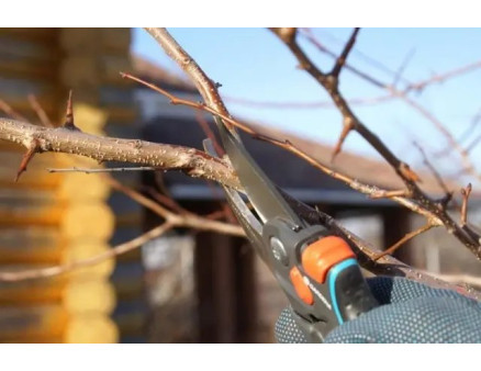 Які помилки найчастіше роблять при обрізці плодових дерев?