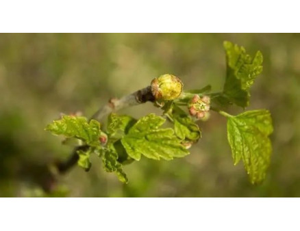 Бруньковий кліщ на смородині: як з ним боротися?