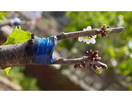 Особливості весняного щеплення плодових дерев