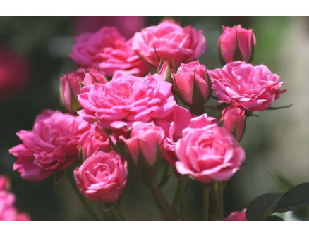 Чим підживити троянди навесні?