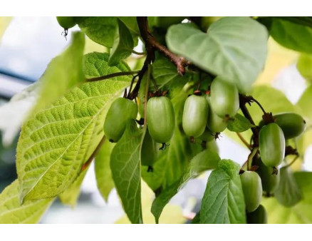 Інструкція із посадки актинідії та гранату