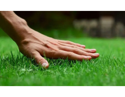 Как избавиться от сорняков на газоне?