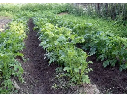 5 интересных способов посадки картофеля весной