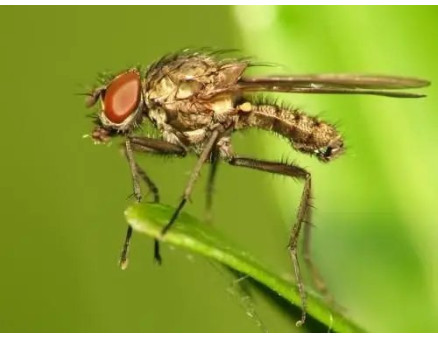 Паросткова муха: як боротись з цим шкідником?