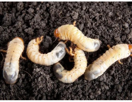 Методи боротьби із личинками травневого хруща