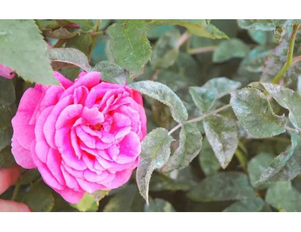 Борошниста роса на трояндах: що робити?