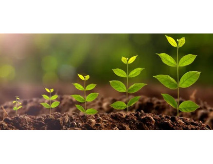 Стимулятори та регулятори росту: що це таке та як їх використовувати?