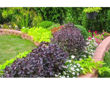 Природні репеленти: які рослини відлякують комах та шкідників?