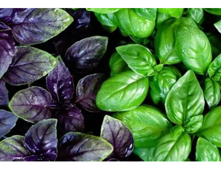 Рослини, яких бояться слимаки та равлики