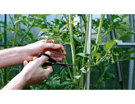 Особливості догляду за помідорами у червні