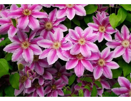 ТОП 6 рослин, які прикрасять ваш паркан