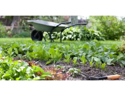 Які рослини ще можна посіяти у червні?