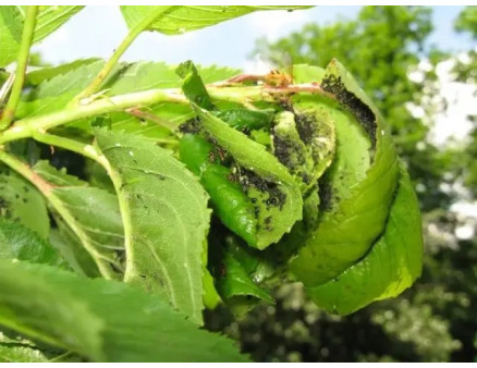 Попелиця на деревах та кущах. Що робити?