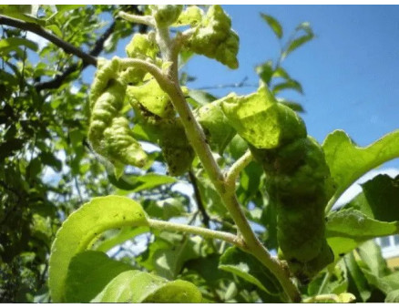 Чому на яблуні скручується листя та як з цим боротись?