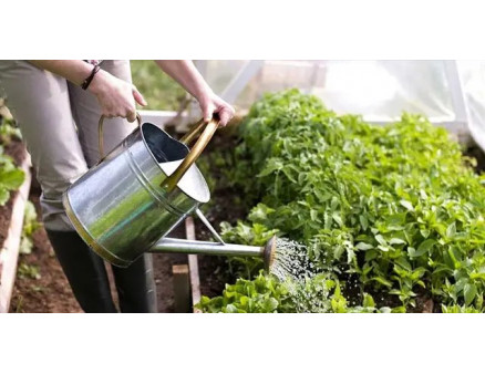 Як правильно здійснювати полив городу?