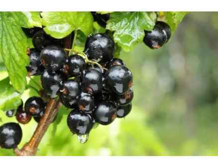 Які шкідники загрожують смородині?