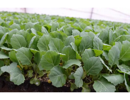 Чим та коли найкраще підживити капусту?