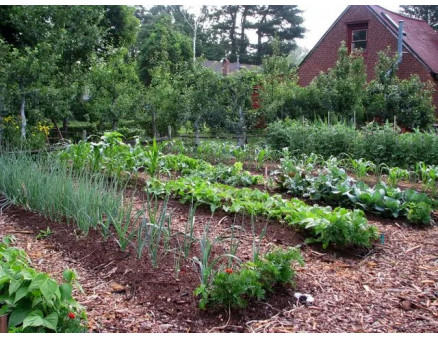 Що можна посадити у липні на вільних грядках?