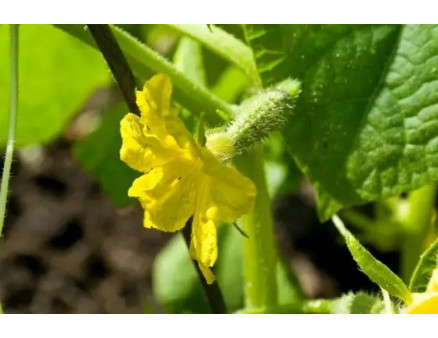 Пустоцвіти на огірках: що робити?