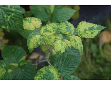 Ознаки хлорозу та методи боротьби з ним