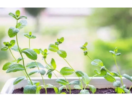 Вирощування мʼяти на присадибній ділянці