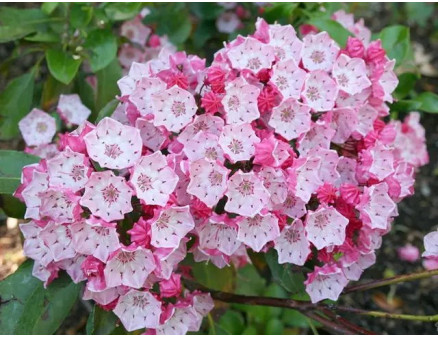 Кальмія широколиста: посадка та догляд у відкритому грунті