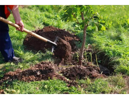 Місячний календар городника та садівника на серпень 2022 року