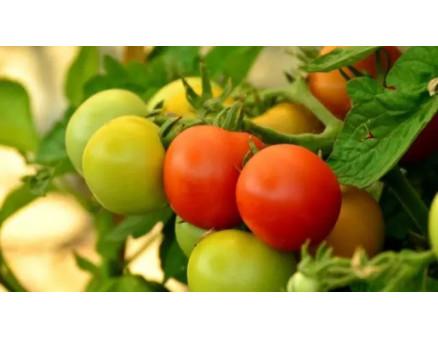 Чи можна пришвидшити процес дозрівання помідорів, та як це краще зробити?