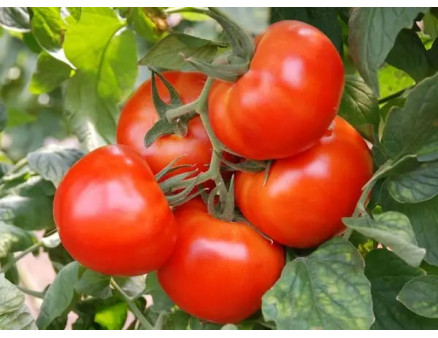 Як правильно зібрати насіння помідорів? Кращі методи