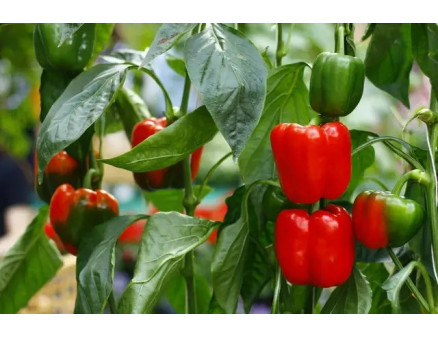 Грибкові хвороби болгарського перцю та методи боротьби із ними