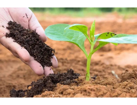 Найкращі осінні добрива для рослин, що допоможуть їм перезимувати