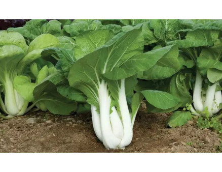 Що можна посадити на грядках у вересні?