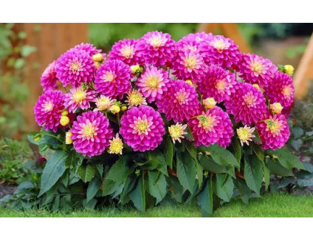 Пересадка айстри: як зробити це правильно?