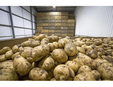 Картофель гниет в погребе. Как это предотвратить?