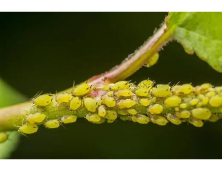 Як боротись із попелицею? Топ-5 найефективніших препаратів