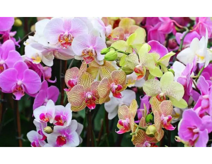 Найкращі добрива для орхідей за версією Кліома Сервіс