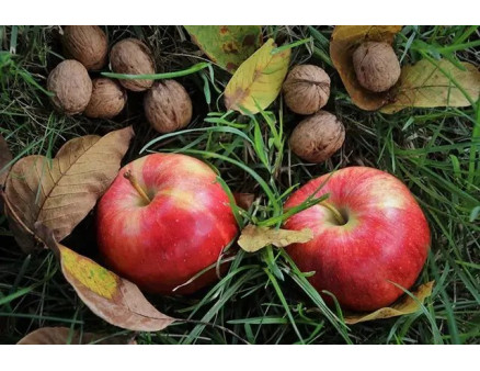 Місячний календар городника та садівника на жовтень 2022