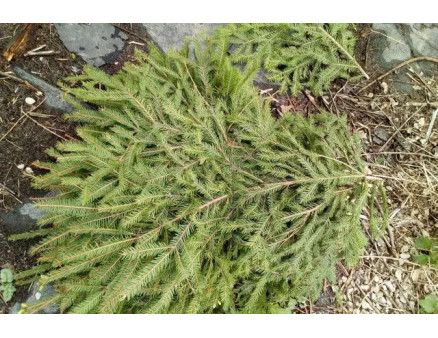 Чим найкраще вкрити рослини на зиму?