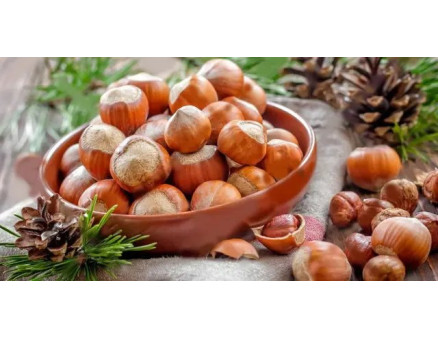 Топ-10 найкращих сортів фундука від Кліома Сервіс