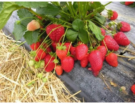 Правильна посадка полуниці на агроволокно