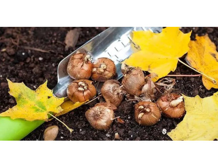 Місячний календар городника та садівника на листопад 2022