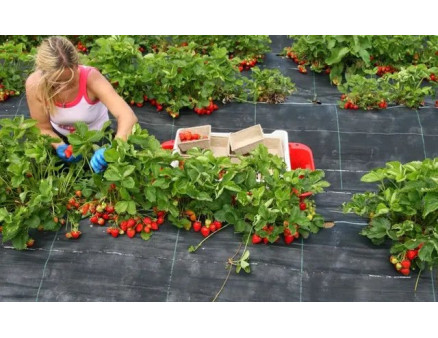 Агротканина чи агроволокно: що краще підходить для мульчування?