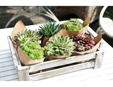 Який вид грунту найкраще підходить для сукулентів?