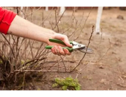 Особливості осінньої обрізки смородини