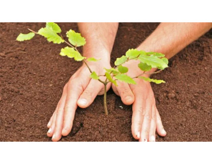 Для чого та як саме потрібно прикопувати саджанці восени ?