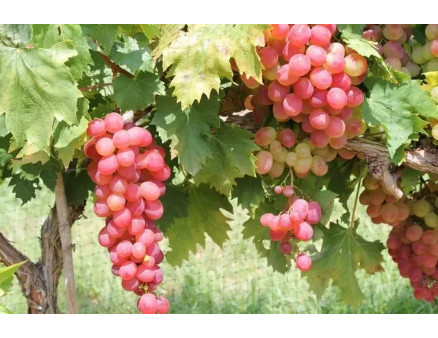 Особливості осінньої підгодівлі винограду